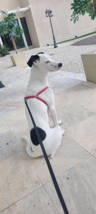 Doação de cadela