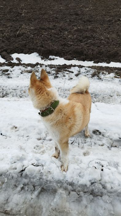 Продам собаку лайку