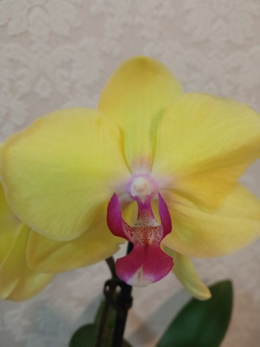 Орхідея.      ...