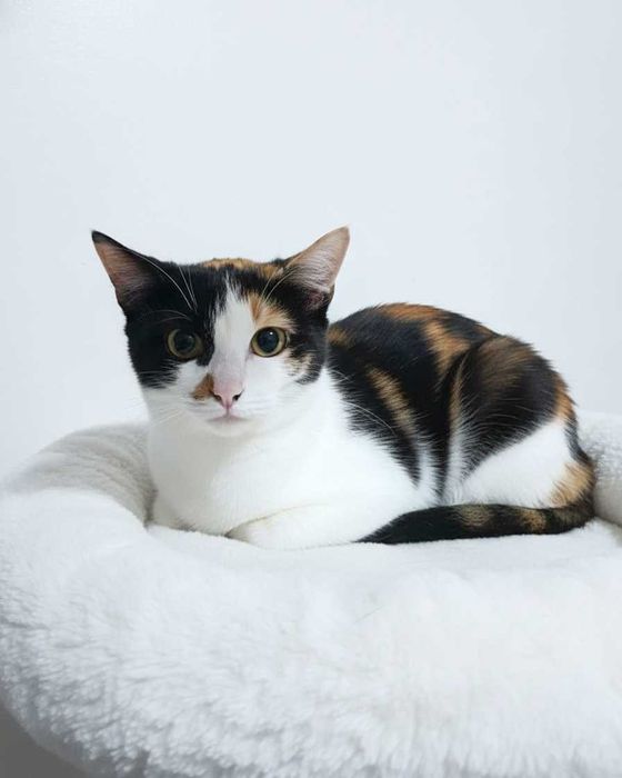 Setúbal / Margem Sul / Lisboa — LEOA, gatinha para adoção (especial)