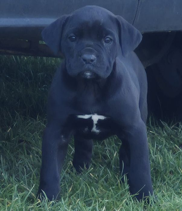 Czarny Szczeniak Cane Corso szczeniaczek mocni rodzice, rodowód