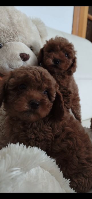 Пулель ,Той-пудель ксу . Мини мальчики и девочки ксу