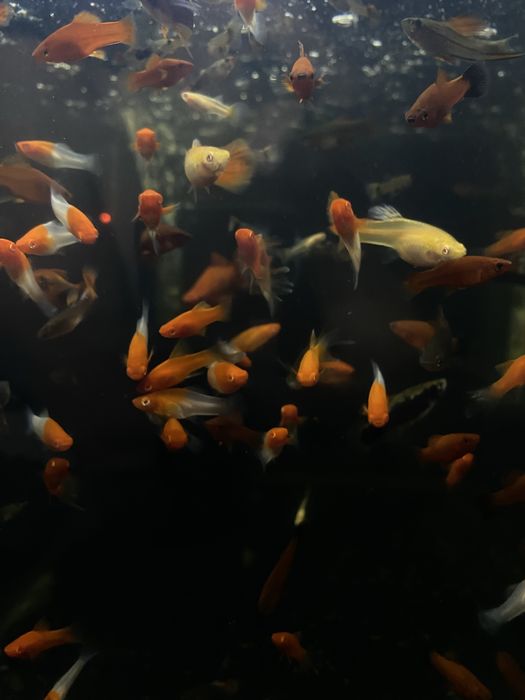 Меченосці та інші риби