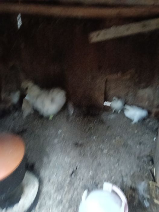 Młode silki. Tegoroczne