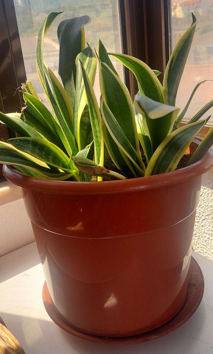 Plantas naturais