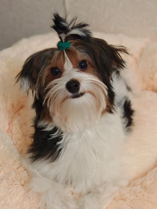 Хлопчик Бівер йорк Стів