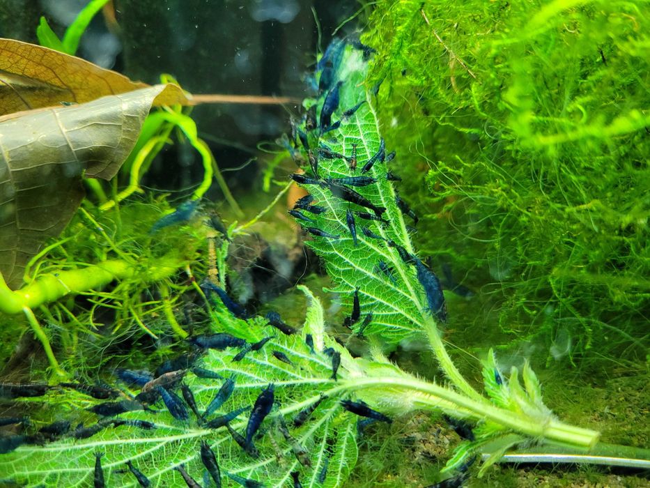 Neocaridina Blue velvet niebieskie krewetki akwariowe