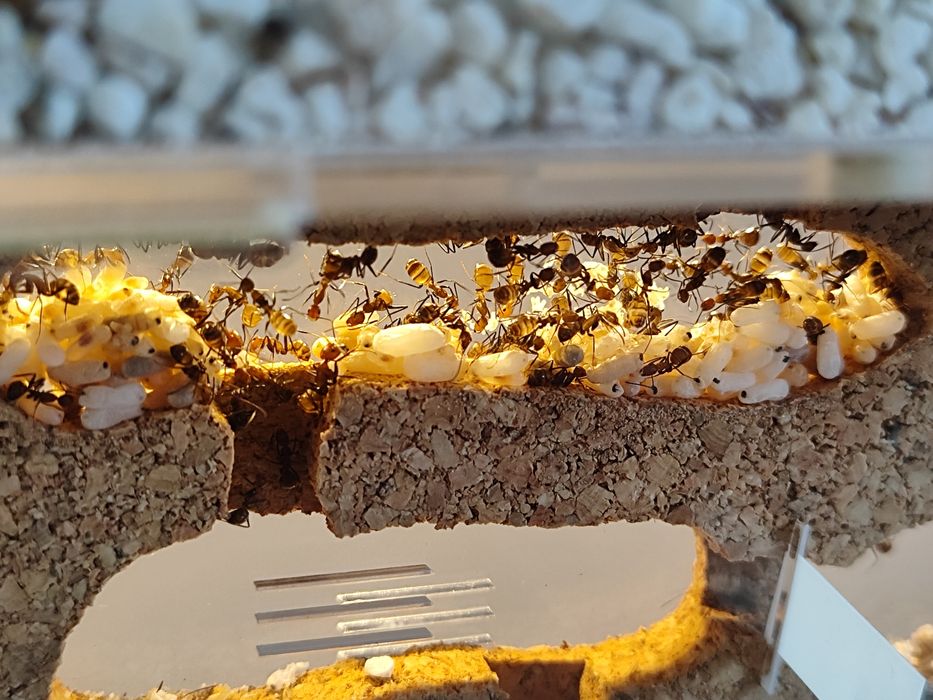 Formikarium mrówki camponotus nicobarensis