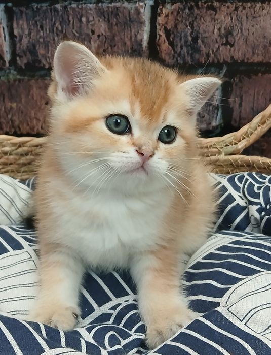 Кошенята золотої шиншили