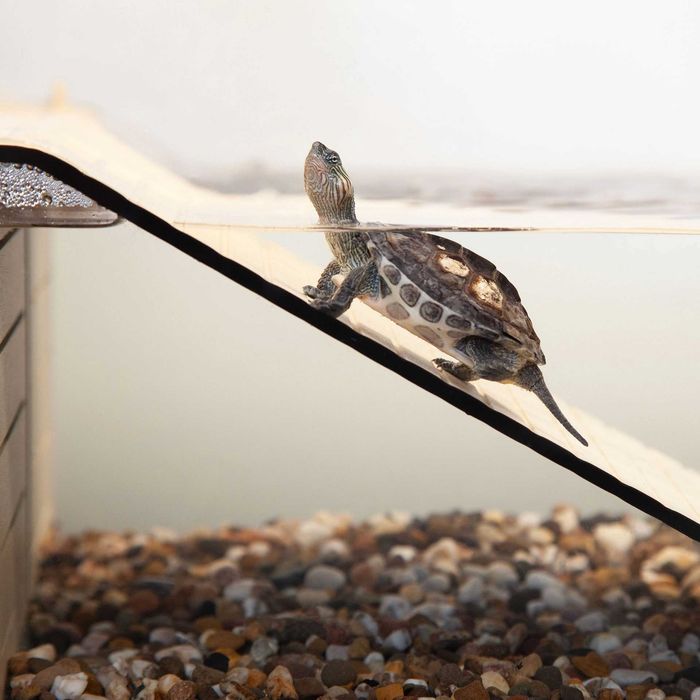 Kit TURTLE NOVO Tartarugueira com Acessórios | Filtro Areão Plataforma
