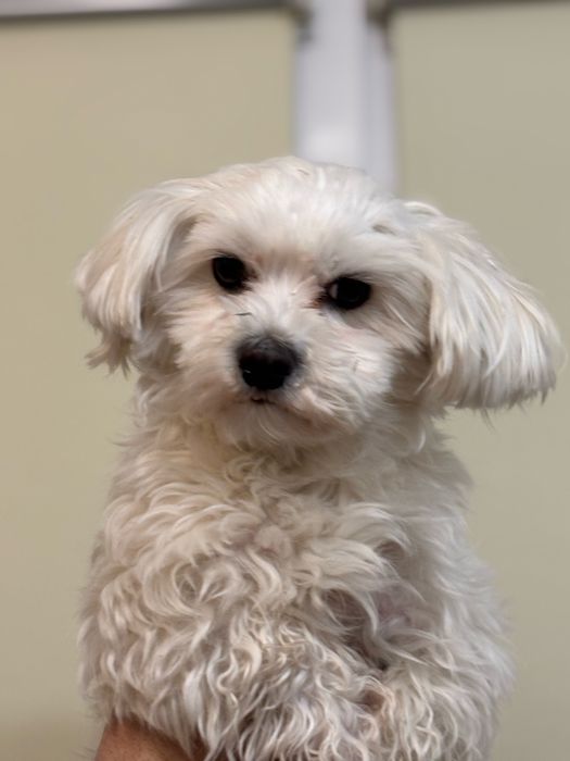 Мальтезе, вʼязка