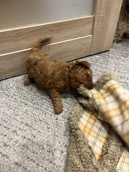 Suczka pudel Toy/Miniatura szczeniak