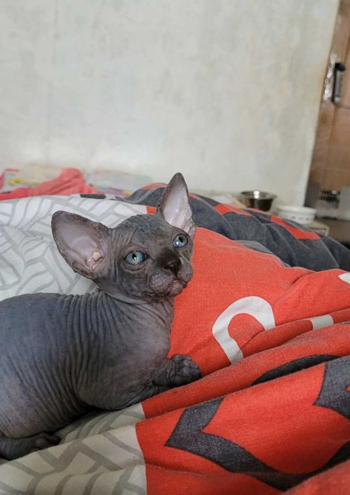 Обменяю котенка сфинкс(девочка  или мальчик)