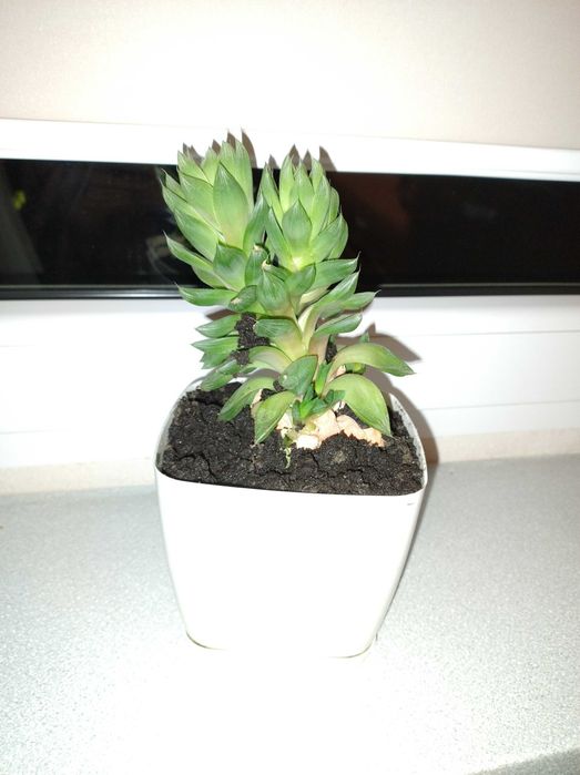 sadzonka szczepka sukulenta Rojnik - urocze bejbiki :)