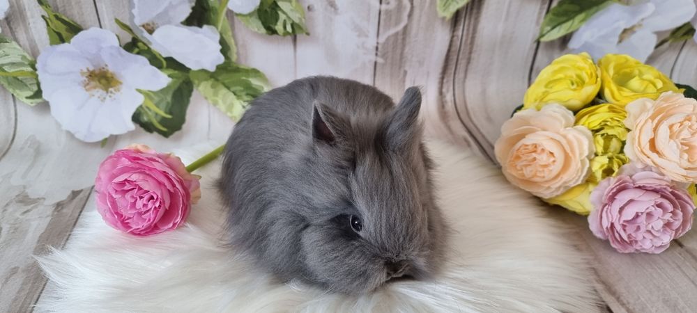 Śliczne króliczki karzełek  Teddy zapraszamy gotowe do odbioru