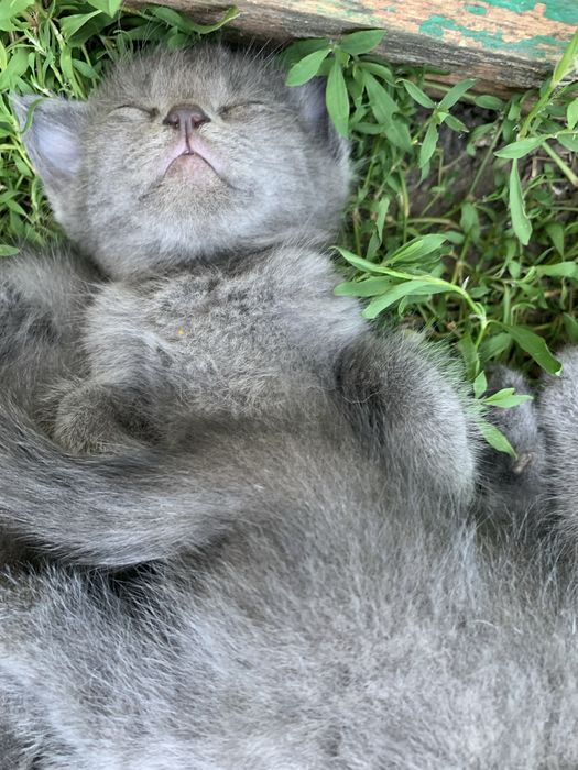 Віддамо безкоштовно кошенят, котят, мама кішка британка