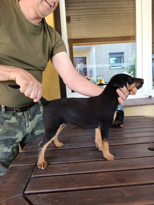 Jagdt terrier, pies myśliwski