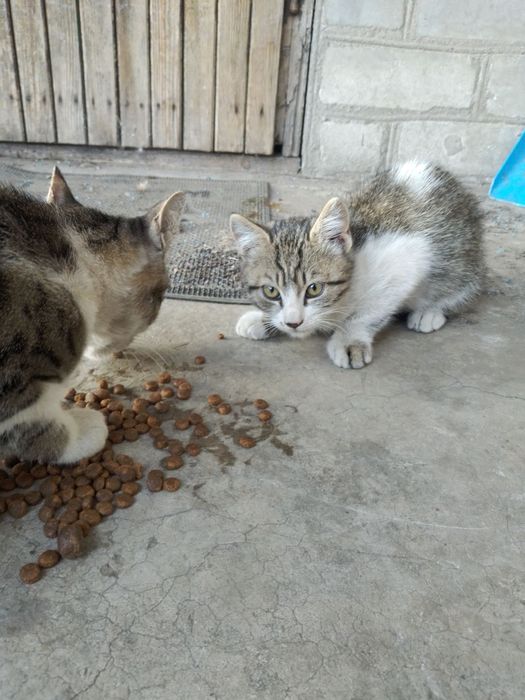 Животные фронтового Покровска хотят кушать...