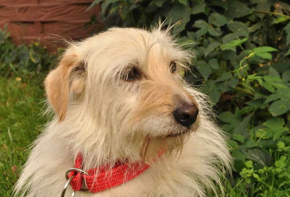 LOTTA - wyjątkowa suczka do adopcji