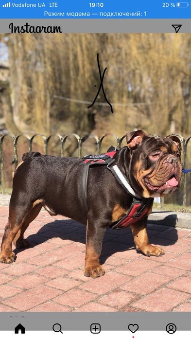 Бульдог английский познакомится.. Кобель.