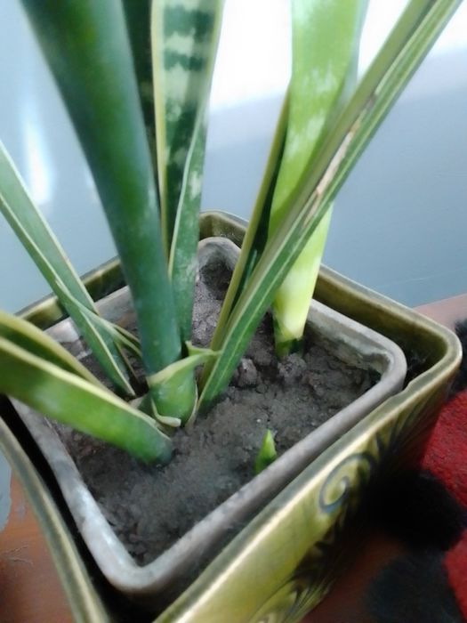 Сансеверія "Тещин язик"