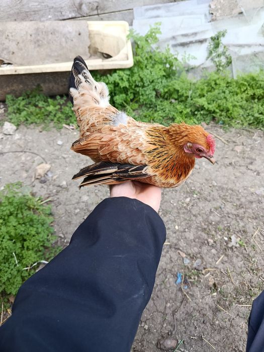 Яйцо инкубационное бентамка