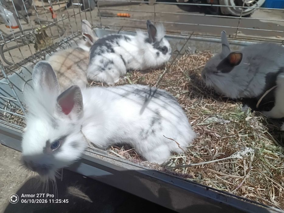 Coelhos anões juvenis