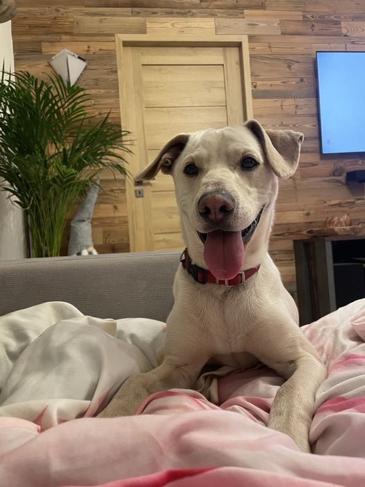 Szukamy nowego domu dla pieska