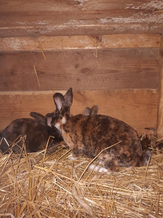 Rex trójbarwny samice