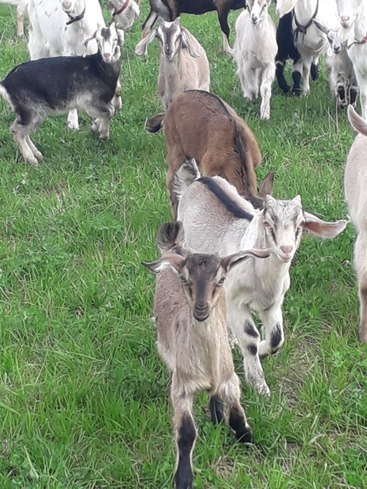 Sprzedam koźlęta mix An +saaneński