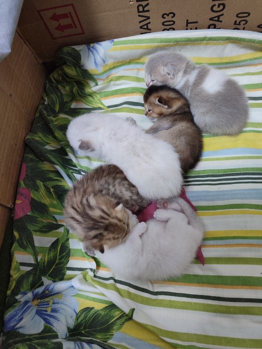 Кошенята до бронювання