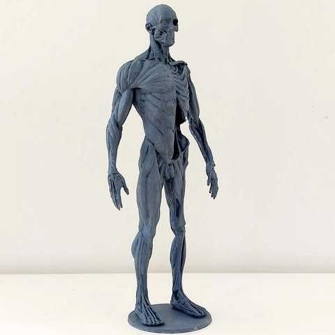 Figura imprimida de Anatomia Humana 3D Completa