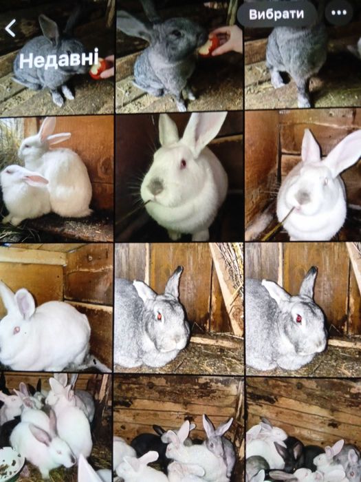 Продам кроликів,