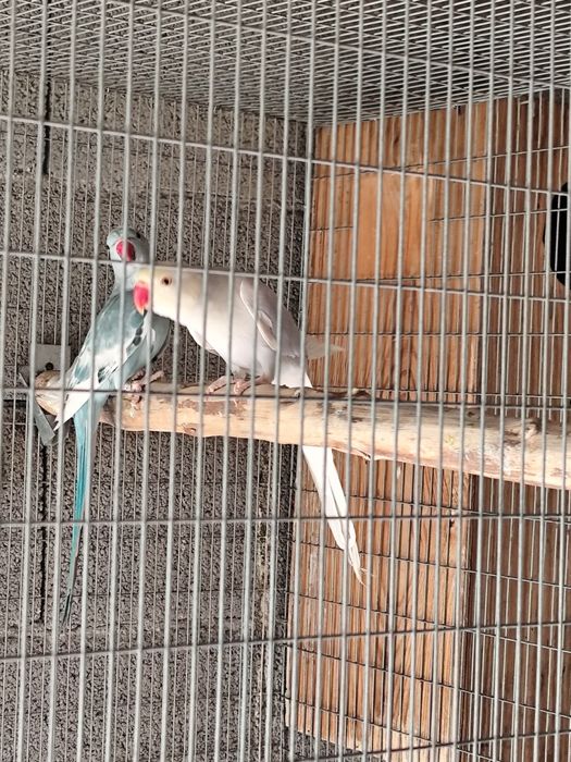 Ring necks prontos a criar e adultos