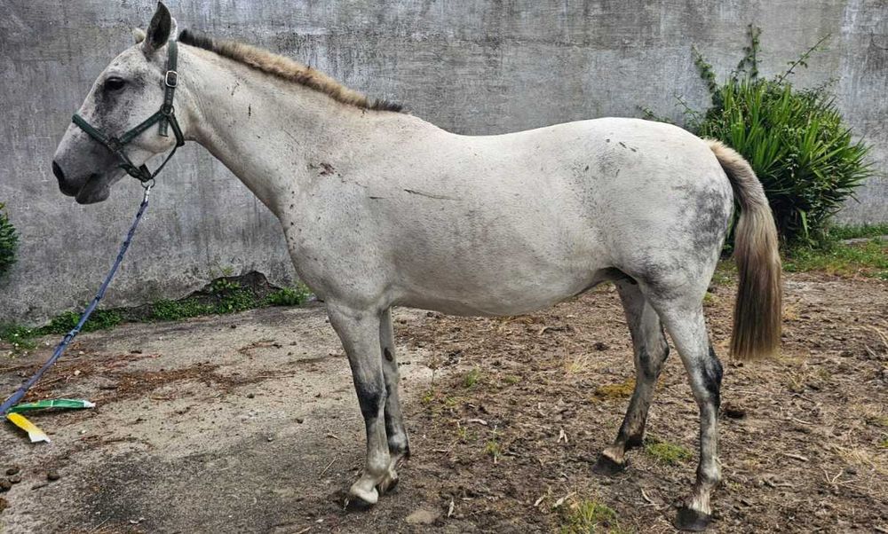 Egua lusitana  típica