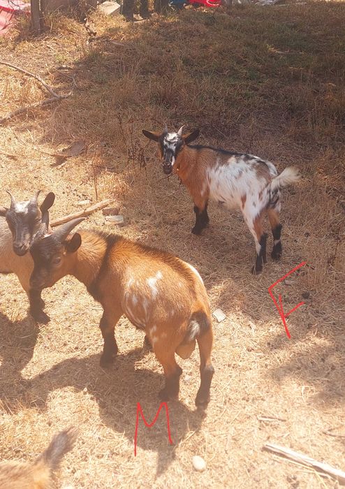 Cabras Anãs para venda