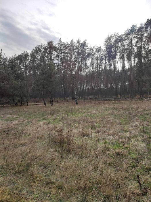 Leśny domek wraz z działką