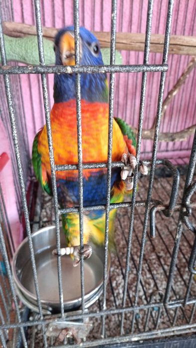 Loris molucanos bebé