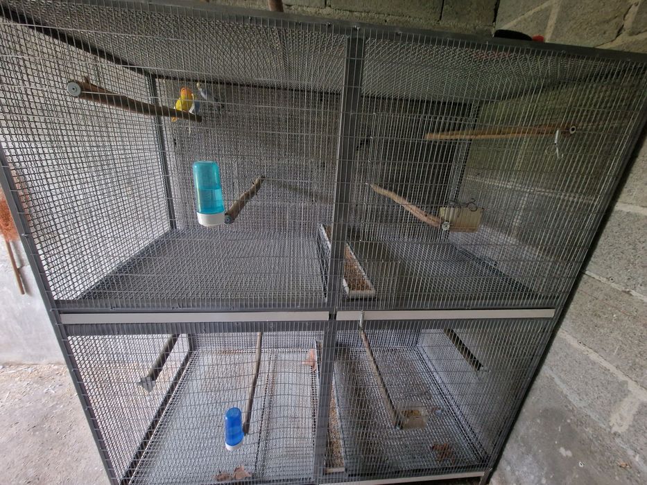 Voadeira aves grande