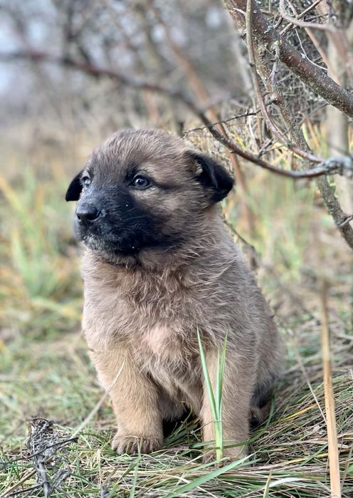 Отдам щенка-девочку