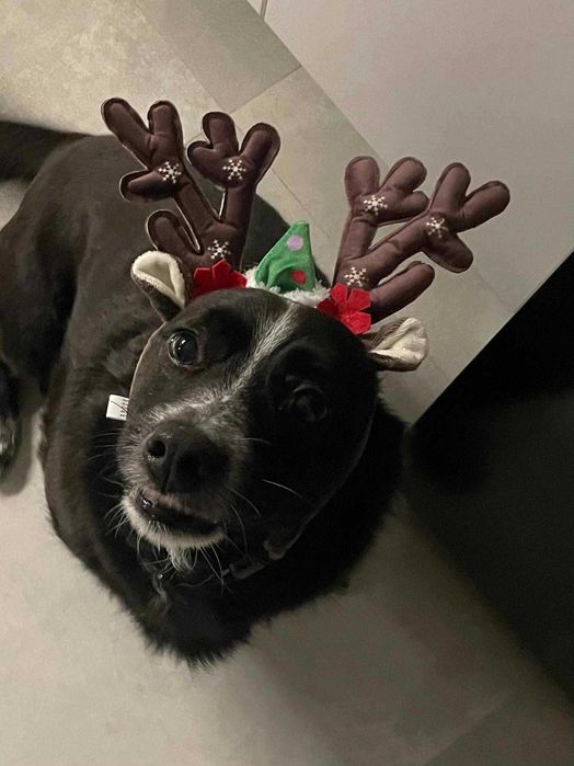 Kleksio po 5 latach wraca do kojca