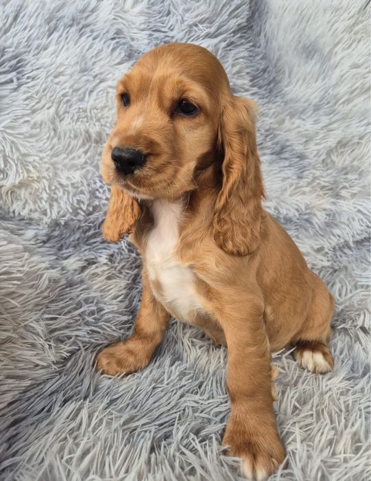 Cocker spaniel piesek  Sonic