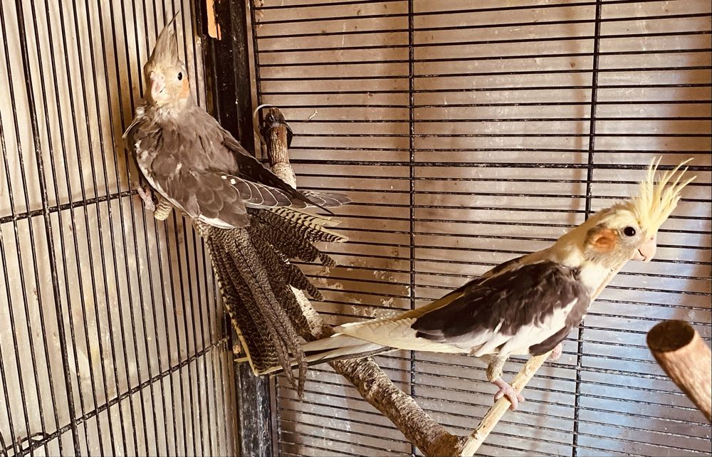 Vendo caturras para despachar