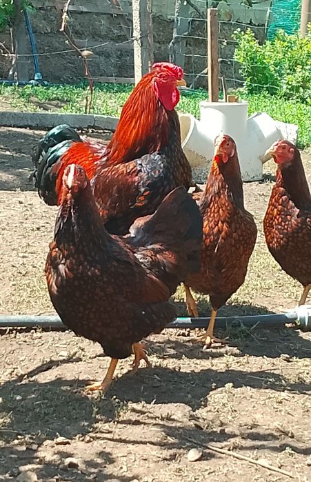 Продам курчат породи Віандот