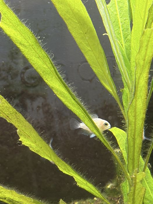 Peixes papagaio anao