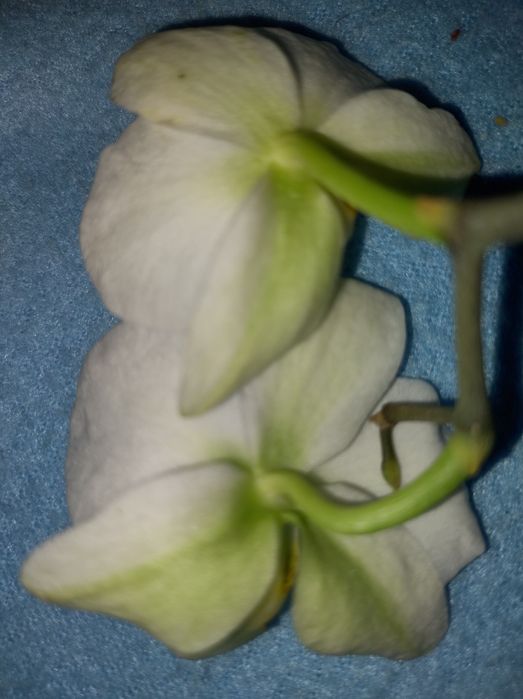 Орхідея фаленопсис з діткою