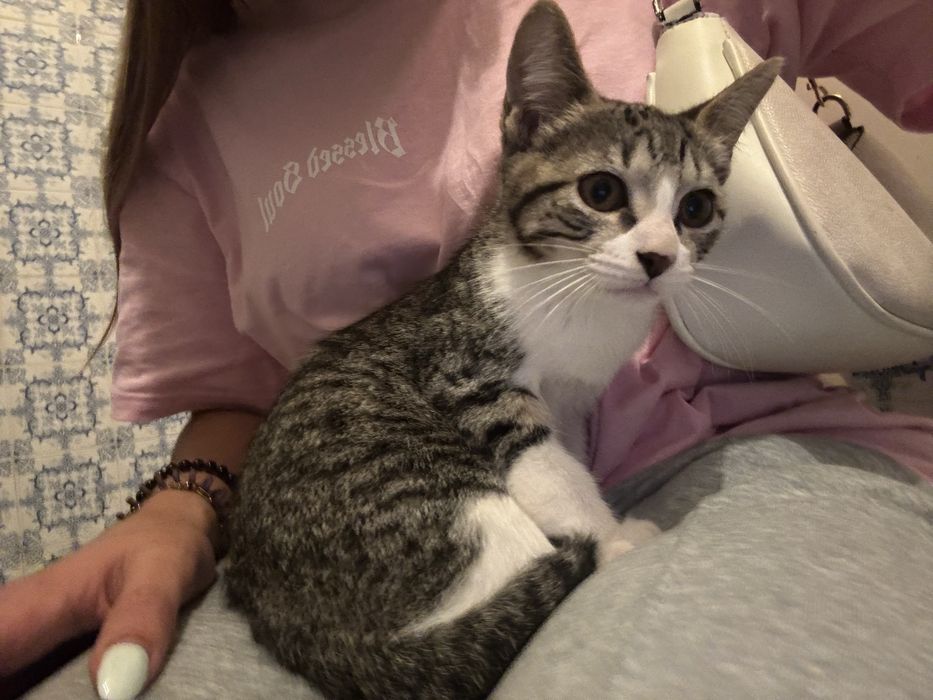 Gatos para adopção