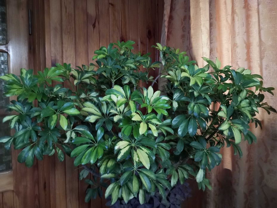 Szeflara Arablikora