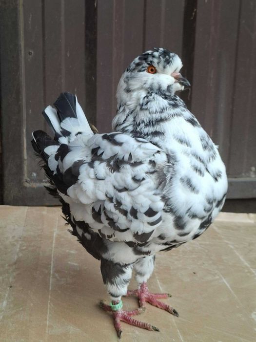 Gołębie KINGI,Kingi 2026