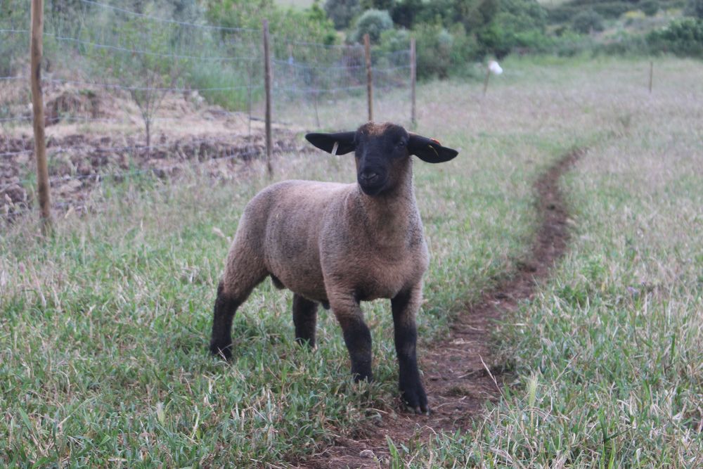 Borrego suffolk puro com certificado